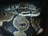Adult Male Ball Python